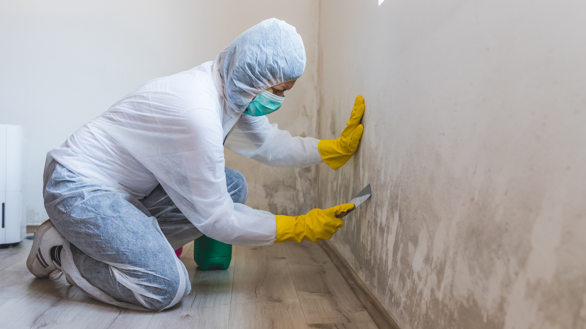 About Us - Mold Removal & Remediation New York